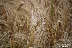 Altendeichsweg-Westermarsch-Stadt-Norden-Westermarsch-28.6.19-7