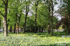 Am-Markt-Blumen-Stadt-Norden-5.5.19-16