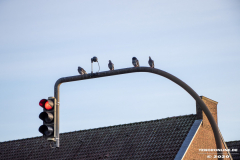 Ampeltauben-Stadt-Norden-28.2.2020-5