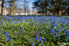 Frühlingsblumen-Am-Markt-Stadt-Norden-23.3.2020-6