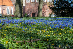 Frühlingsblumen-Am-Markt-Stadt-Norden-23.3.2020-7