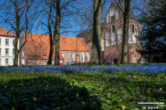 Frühlingsblumen-Am-Markt-Stadt-Norden-23.3.2020-8