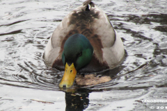 Am Moortief Norden 19.2.2019-5