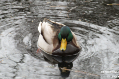 Am Moortief Norden 19.2.2019-7