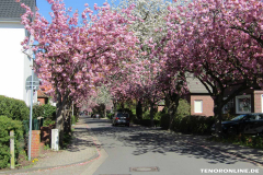 Baumstraße-Norden-April-22.4.2019-1