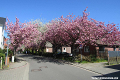 Baumstraße-Norden-April-22.4.2019-3