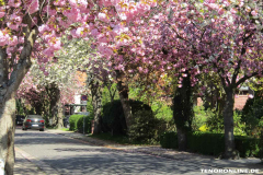 Baumstraße-Norden-April-22.4.2019-4