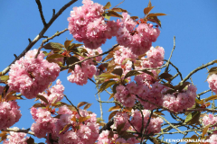 Baumstraße-Norden-April-22.4.2019-6