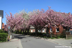 Baumstraße-Norden-April-23.4.2019-1