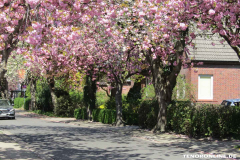 Baumstraße-Norden-April-23.4.2019-2