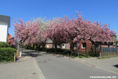 Baumstraße-Norden-April-23.4.2019-3