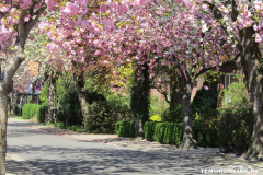 Baumstraße-Norden-April-23.4.2019-4