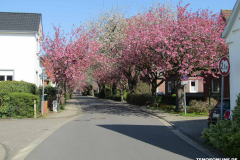 Japanische-Zierkirsche-Baumstraße-Norden-April-2019-1