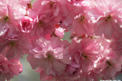 Japanische-Zierkirsche-Baumstraße-Norden-April-2019-10