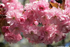 Japanische-Zierkirsche-Baumstraße-Norden-April-2019-11