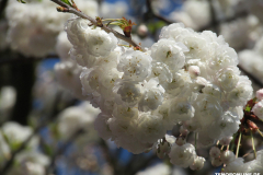 Japanische-Zierkirsche-Baumstraße-Norden-April-2019-12