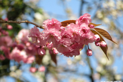 Japanische-Zierkirsche-Baumstraße-Norden-April-2019-13