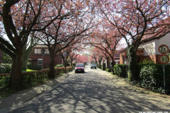 Japanische-Zierkirsche-Baumstraße-Norden-April-2019-14