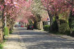 Japanische-Zierkirsche-Baumstraße-Norden-April-2019-2