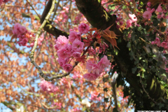Japanische-Zierkirsche-Baumstraße-Norden-April-2019-3
