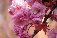 Japanische-Zierkirsche-Baumstraße-Norden-April-2019-4