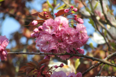 Japanische-Zierkirsche-Baumstraße-Norden-April-2019-5
