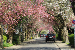 Japanische-Zierkirsche-Baumstraße-Norden-April-2019-6