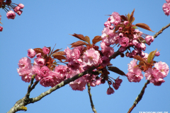Japanische-Zierkirsche-Baumstraße-Norden-April-2019-7