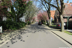 Japanische-Zierkirsche-Baumstraße-Norden-April-2019-8