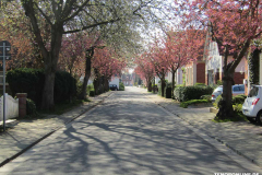 Japanische-Zierkirsche-Baumstraße-Norden-April-2019-9
