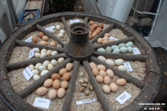 Beestmarkt-Norden-19.10.2019-29