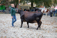 Beestmarkt-Norden-19.10.2019-48