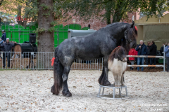 Beestmarkt-Norden-19.10.2019-54