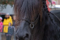 Beestmarkt Norden Pferde 2019