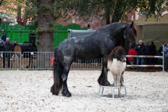 Pferde-und-Ponys-Beestmarkt-Norden-Oktober-19.10.2019-1-2