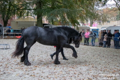 Pferde-und-Ponys-Beestmarkt-Norden-Oktober-19.10.2019-10