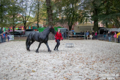 Pferde-und-Ponys-Beestmarkt-Norden-Oktober-19.10.2019-11