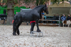 Pferde-und-Ponys-Beestmarkt-Norden-Oktober-19.10.2019-12