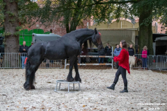 Pferde-und-Ponys-Beestmarkt-Norden-Oktober-19.10.2019-13