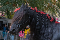 Pferde-und-Ponys-Beestmarkt-Norden-Oktober-19.10.2019-14