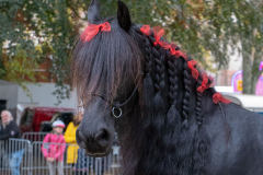 Pferde-und-Ponys-Beestmarkt-Norden-Oktober-19.10.2019-15