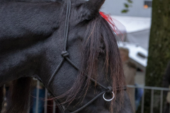 Pferde-und-Ponys-Beestmarkt-Norden-Oktober-19.10.2019-17