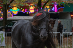 Pferde-und-Ponys-Beestmarkt-Norden-Oktober-19.10.2019-19