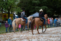 Pferde-und-Ponys-Beestmarkt-Norden-Oktober-19.10.2019-2