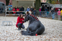 Pferde-und-Ponys-Beestmarkt-Norden-Oktober-19.10.2019-20