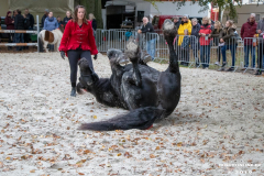 Pferde-und-Ponys-Beestmarkt-Norden-Oktober-19.10.2019-21