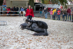 Pferde-und-Ponys-Beestmarkt-Norden-Oktober-19.10.2019-22