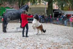 Pferde-und-Ponys-Beestmarkt-Norden-Oktober-19.10.2019-23