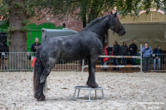 Pferde-und-Ponys-Beestmarkt-Norden-Oktober-19.10.2019-24