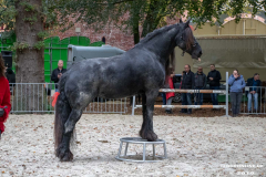 Pferde-und-Ponys-Beestmarkt-Norden-Oktober-19.10.2019-26